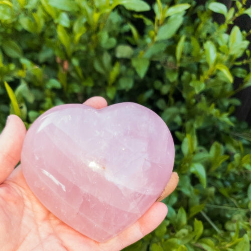 Rose Quartz Hearts Home & Garden Pink Corydalis M