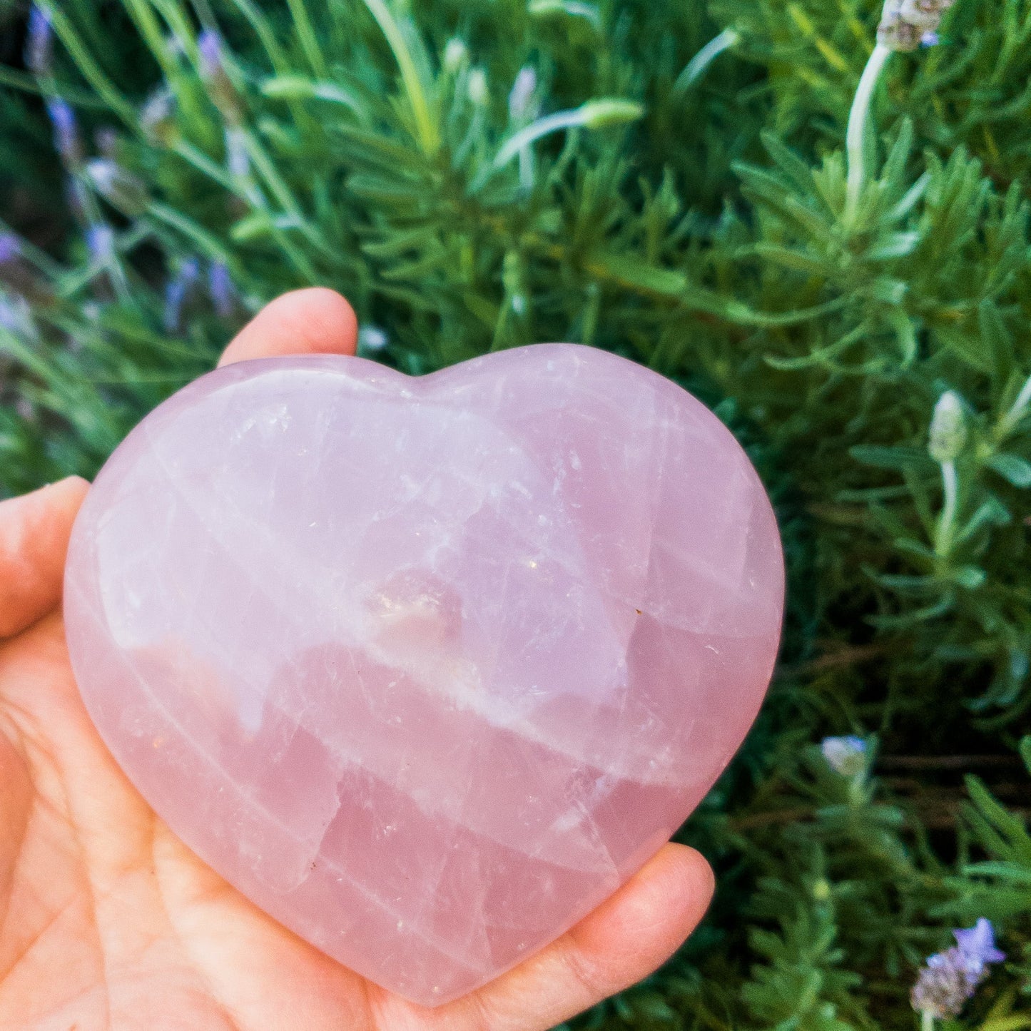 Rose Quartz Hearts Home & Garden Pink Corydalis