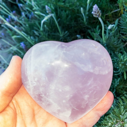 Rose Quartz Hearts Home & Garden Pink Corydalis L