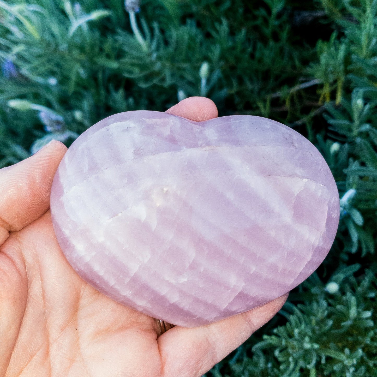 Rose Quartz Hearts Home & Garden Pink Corydalis