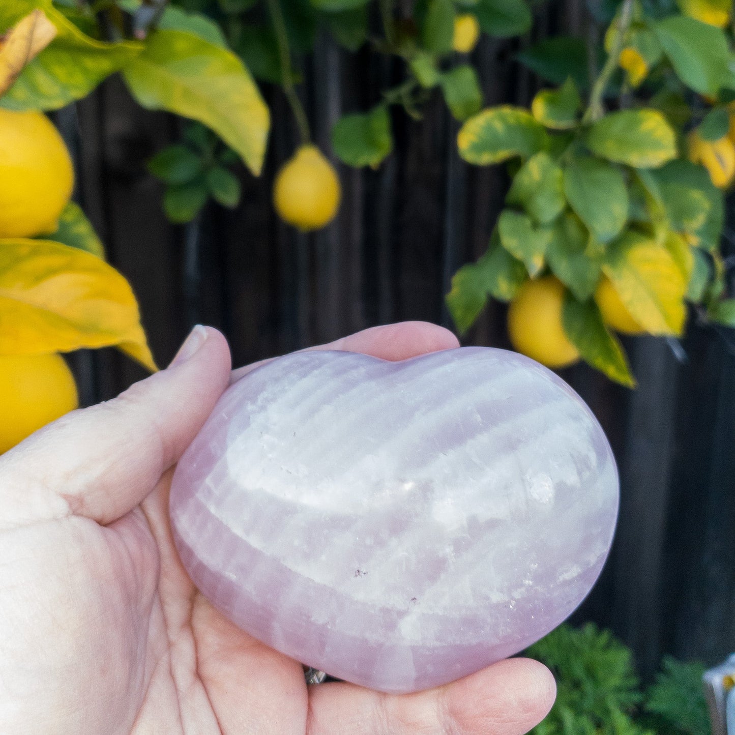 Rose Quartz Hearts Home & Garden Pink Corydalis