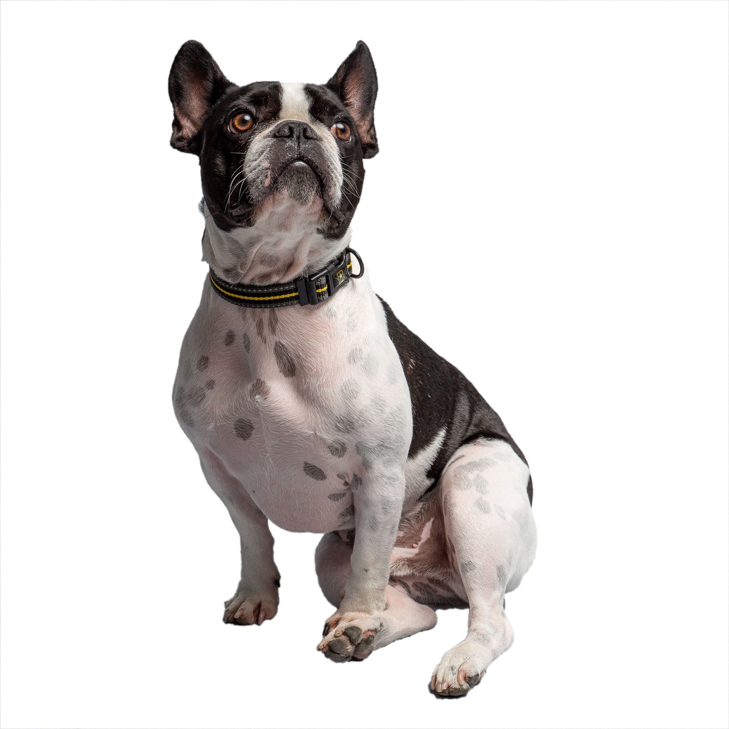US Army Dog Collar Jassorted
