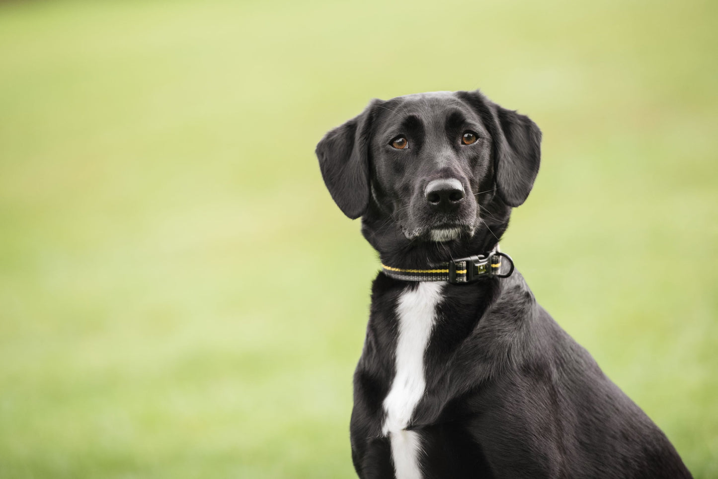 US Army Dog Collar Jassorted