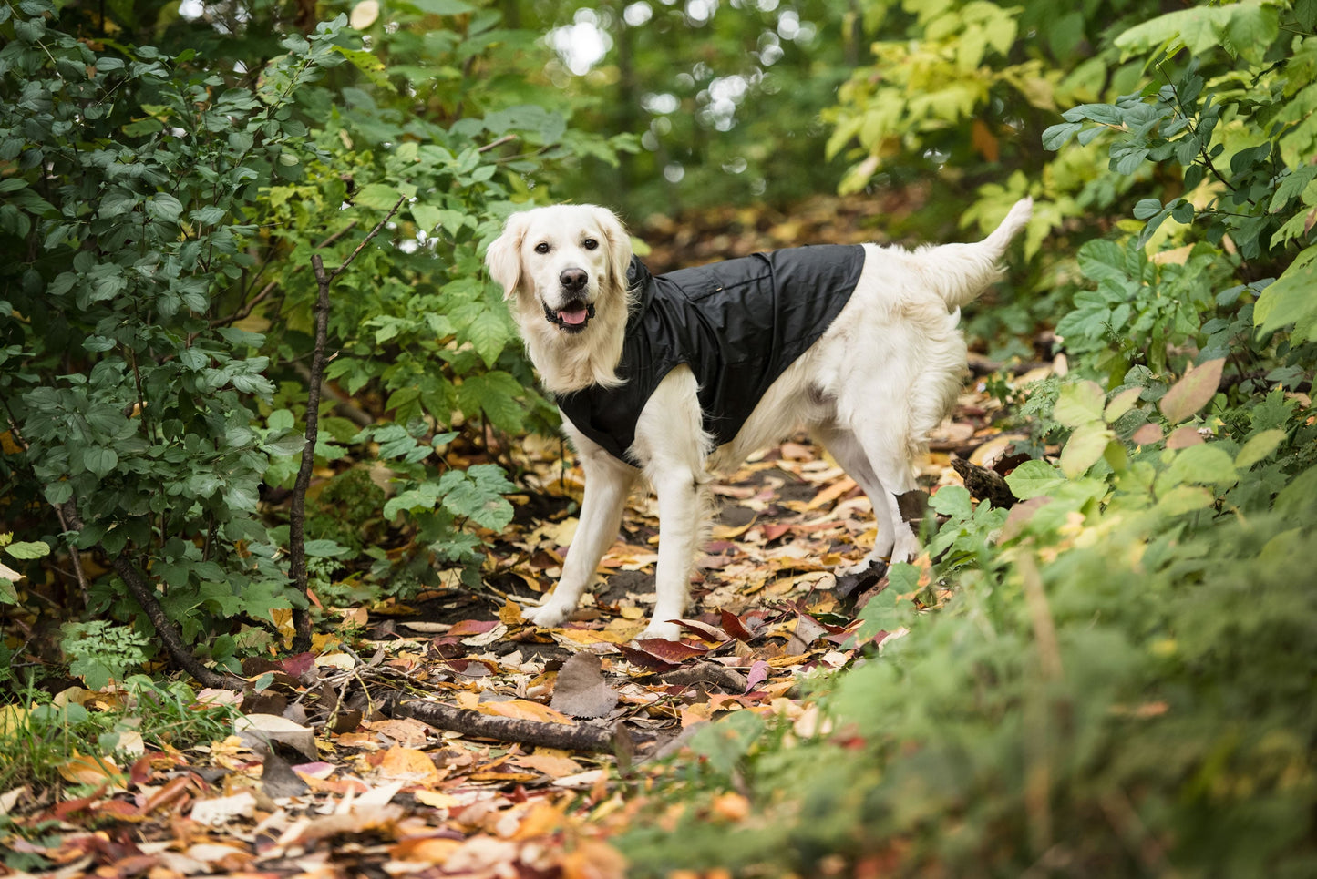 Black Packable Dog Raincoat  Jassorted   